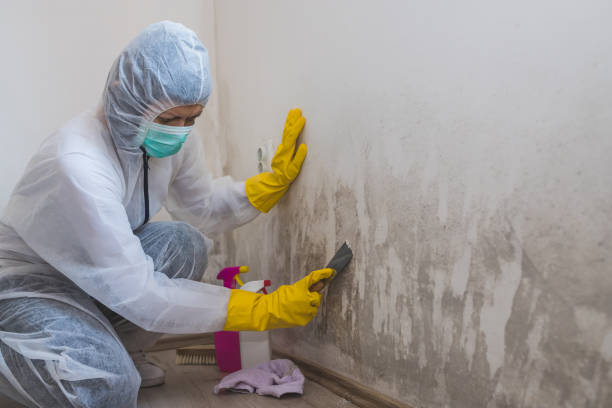 Best Best Mold Removal Companies  in Lochsloy, WA