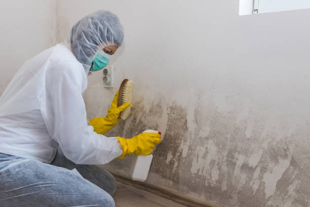 Best Crawl Space Mold Removal  in Lochsloy, WA