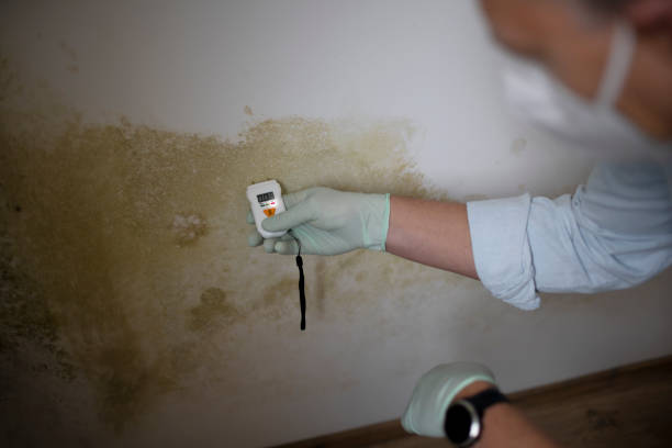 Best Toxic Mold Removal  in Lochsloy, WA
