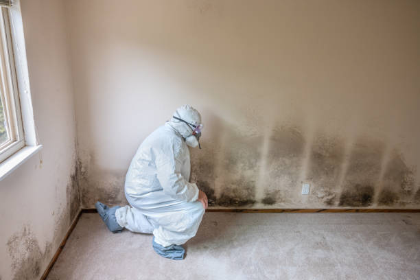 Mold Removal Process in Lochsloy, WA